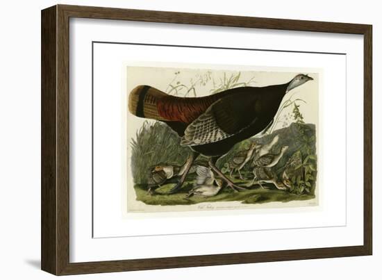 Wild Turkey-null-Framed Giclee Print