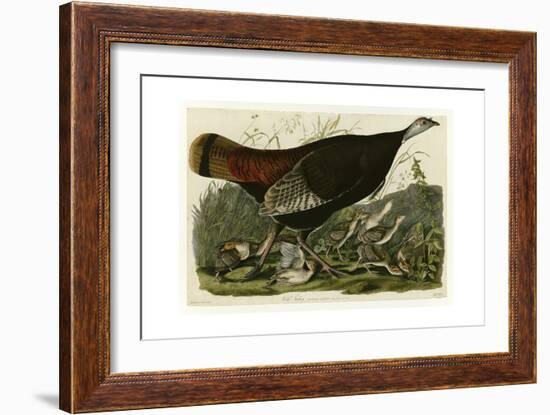 Wild Turkey-null-Framed Giclee Print