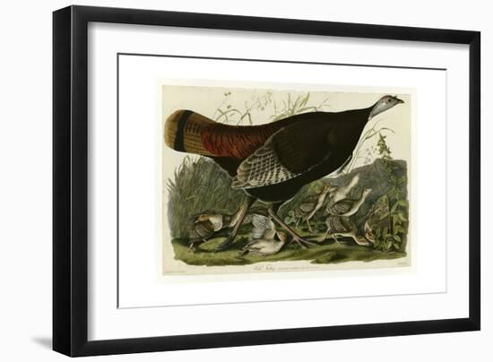 Wild Turkey-null-Framed Giclee Print