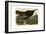 Wild Turkey-null-Framed Giclee Print