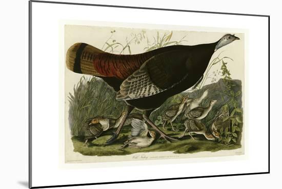 Wild Turkey-null-Mounted Giclee Print