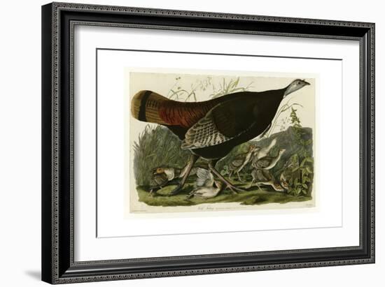 Wild Turkey-null-Framed Giclee Print