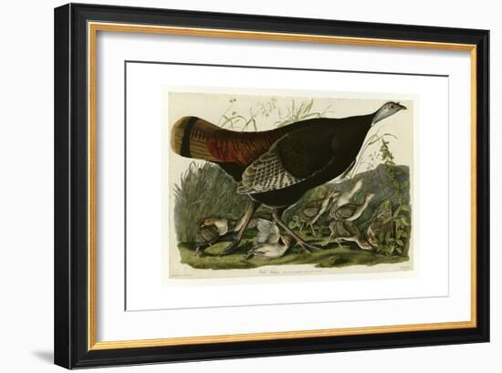 Wild Turkey-null-Framed Giclee Print