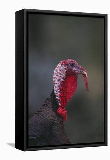 Wild Turkey-DLILLC-Framed Premier Image Canvas