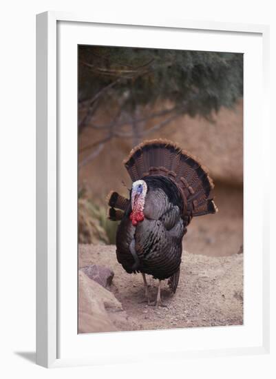 Wild Turkey-DLILLC-Framed Photographic Print