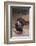 Wild Turkey-DLILLC-Framed Photographic Print