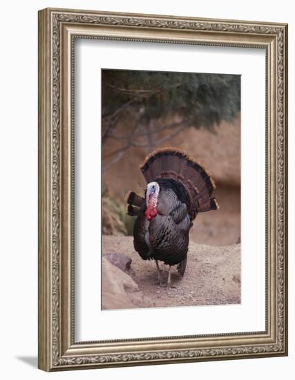 Wild Turkey-DLILLC-Framed Photographic Print