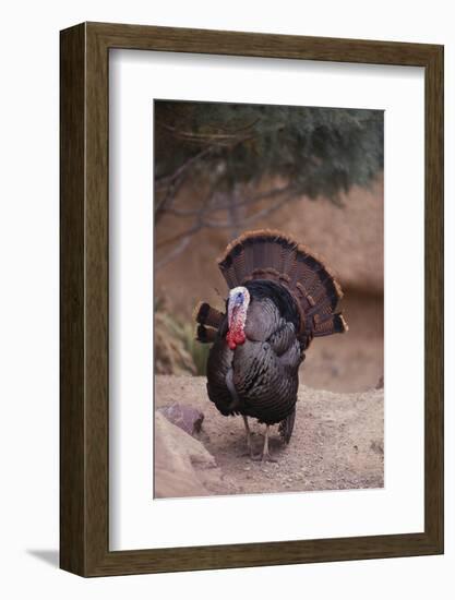 Wild Turkey-DLILLC-Framed Photographic Print