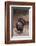 Wild Turkey-DLILLC-Framed Photographic Print