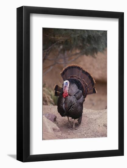 Wild Turkey-DLILLC-Framed Photographic Print