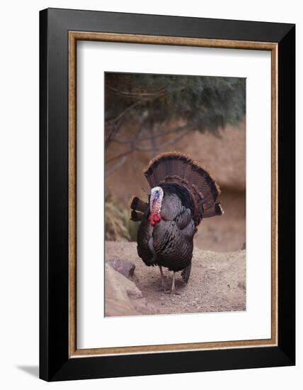 Wild Turkey-DLILLC-Framed Photographic Print