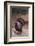 Wild Turkey-DLILLC-Framed Photographic Print