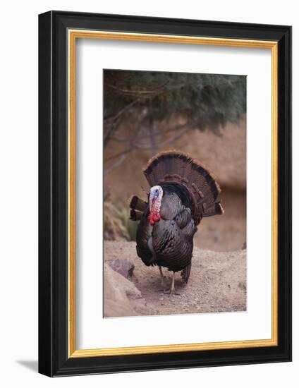 Wild Turkey-DLILLC-Framed Photographic Print