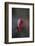 Wild Turkey-DLILLC-Framed Photographic Print