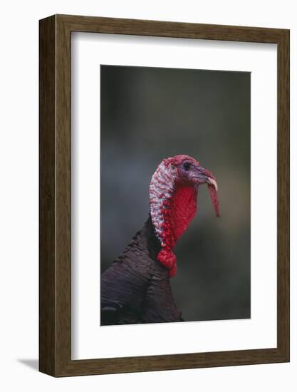 Wild Turkey-DLILLC-Framed Photographic Print