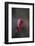 Wild Turkey-DLILLC-Framed Photographic Print