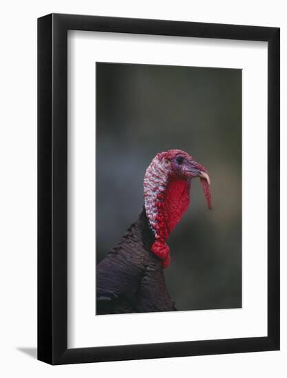 Wild Turkey-DLILLC-Framed Photographic Print