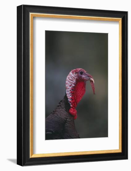 Wild Turkey-DLILLC-Framed Photographic Print