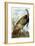 Wild Turkey-John James Audubon-Framed Giclee Print