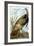 Wild Turkey-John James Audubon-Framed Giclee Print