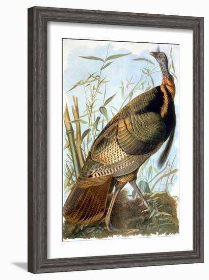 Wild Turkey-John James Audubon-Framed Giclee Print