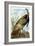 Wild Turkey-John James Audubon-Framed Giclee Print