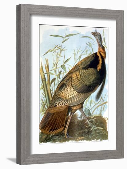 Wild Turkey-John James Audubon-Framed Giclee Print