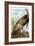 Wild Turkey-John James Audubon-Framed Giclee Print