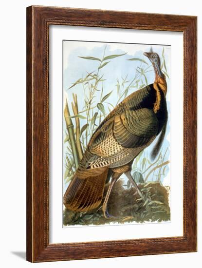 Wild Turkey-John James Audubon-Framed Giclee Print