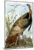 Wild Turkey-John James Audubon-Mounted Giclee Print