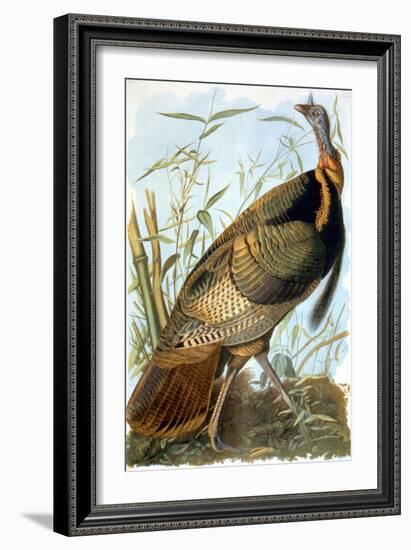 Wild Turkey-John James Audubon-Framed Giclee Print