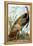 Wild Turkey-John James Audubon-Framed Premier Image Canvas