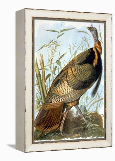 Wild Turkey-John James Audubon-Framed Premier Image Canvas