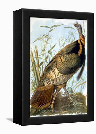 Wild Turkey-John James Audubon-Framed Premier Image Canvas