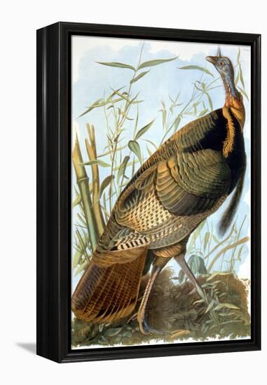 Wild Turkey-John James Audubon-Framed Premier Image Canvas