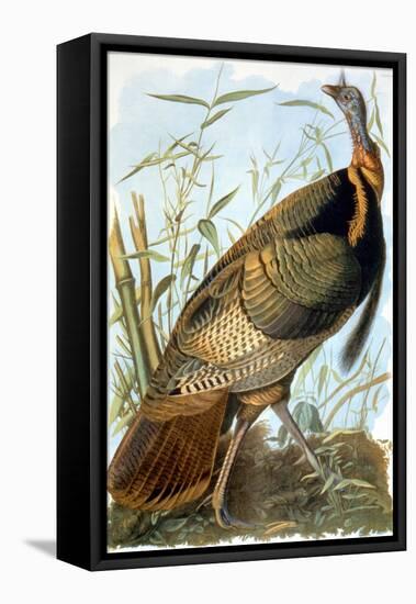 Wild Turkey-John James Audubon-Framed Premier Image Canvas