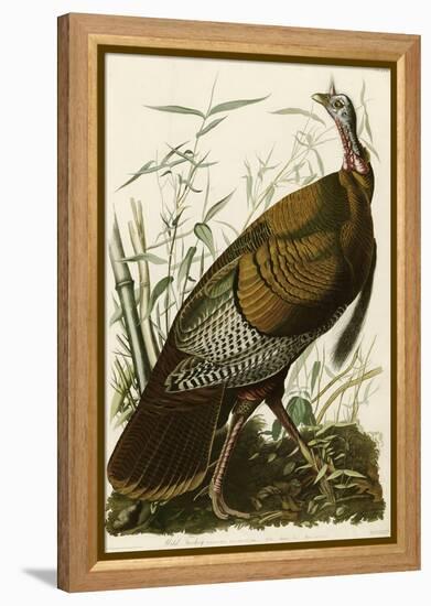 Wild Turkey-John James Audubon-Framed Premier Image Canvas