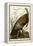 Wild Turkey-John James Audubon-Framed Premier Image Canvas