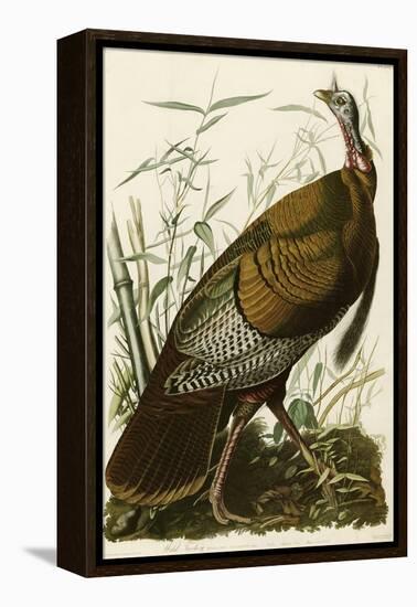 Wild Turkey-John James Audubon-Framed Premier Image Canvas