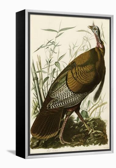 Wild Turkey-John James Audubon-Framed Premier Image Canvas