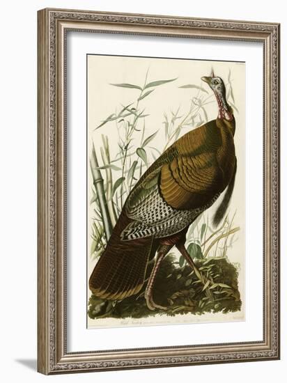 Wild Turkey-John James Audubon-Framed Giclee Print