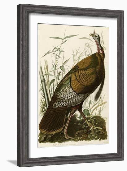 Wild Turkey-John James Audubon-Framed Giclee Print