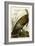 Wild Turkey-John James Audubon-Framed Giclee Print