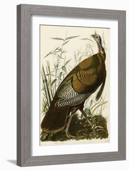 Wild Turkey-John James Audubon-Framed Giclee Print