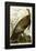 Wild Turkey-John James Audubon-Framed Giclee Print