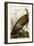 Wild Turkey-John James Audubon-Framed Giclee Print