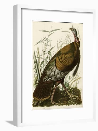 Wild Turkey-John James Audubon-Framed Giclee Print