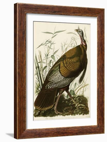 Wild Turkey-John James Audubon-Framed Giclee Print