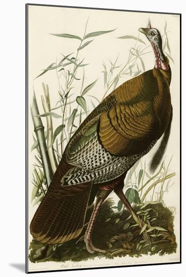 Wild Turkey-John James Audubon-Mounted Giclee Print