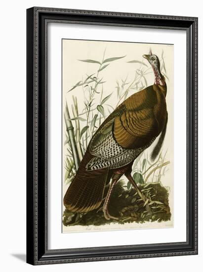 Wild Turkey-John James Audubon-Framed Giclee Print